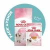 Pack'Avenue Royal Canin CAT KITTEN 10KG Avec Sachets émincé En Gelée 1 Pack'Avenue Royal Canin CAT KITTEN 10KG Avec Sachets émincé En Gelée -Alimentation boutique pack croquettes chatons Royal Canin