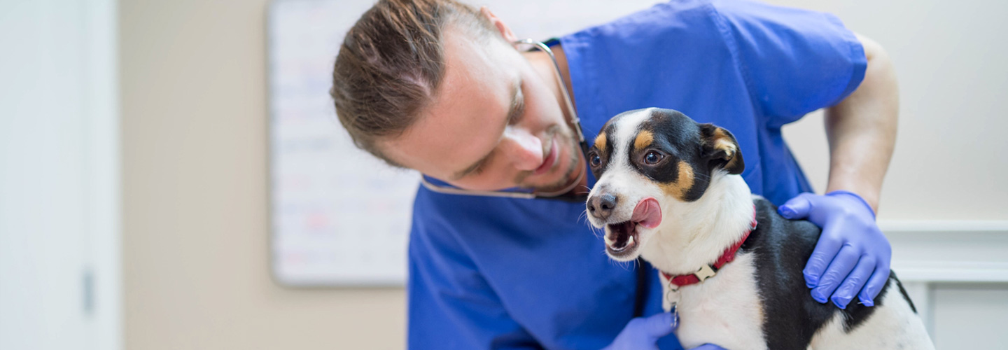 Alimentation boutique -Alimentation boutique animal health intro